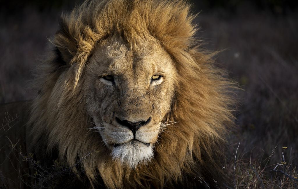 Lion