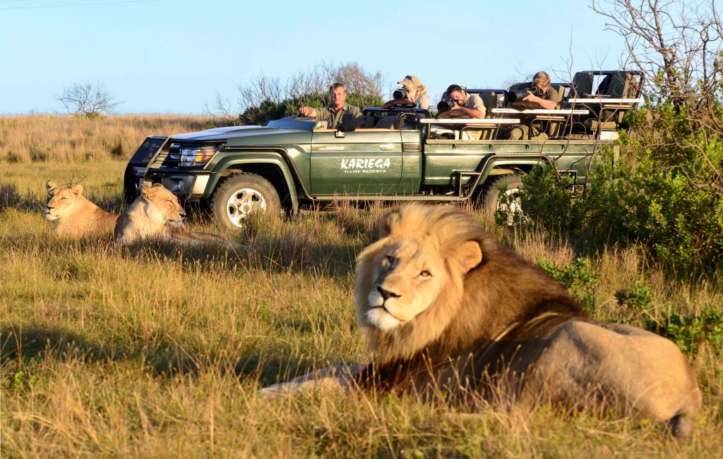 Kariega-lion