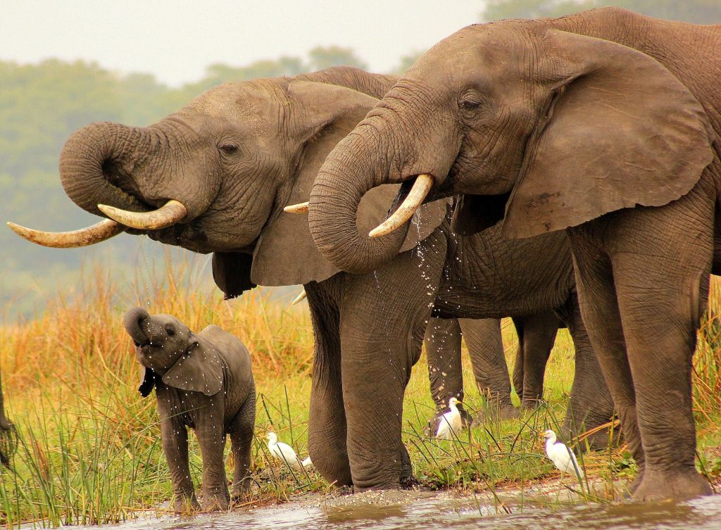 Malawi-Elephant-1-scaled